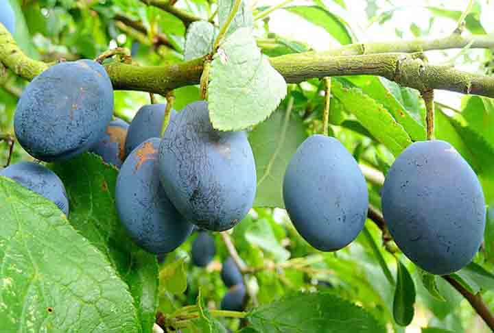 Flavonoides e carotenoides também tornam a ameixa uma aliada na prevenção do envelhecimento precoce, pois combate os radicais livres que danificam as células.