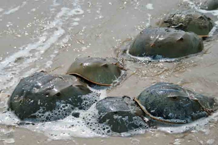 Caranguejo Ferradura,  artrópode quelicerado, Animal