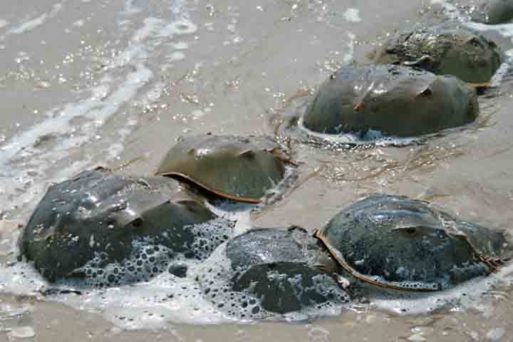 Embora a maioria seja devolvida ao mar após a extração, muitos caranguejos-ferradura morrem devido à fragilidade resultante do processo.