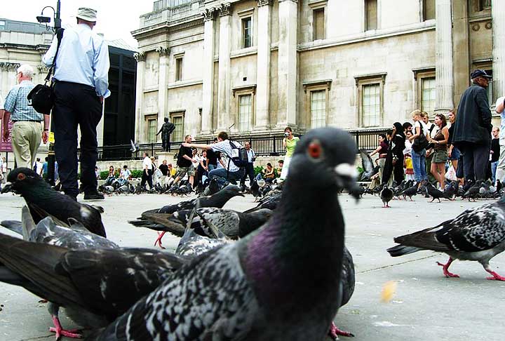 Londres, Inglaterra: A capital inglesa tem muitos pombos na Trafalgar Square. AlimentÃ¡-los foi proibido para conter sua superpopulaÃ§Ã£o, mas eles ainda sÃ£o parte integrante da paisagem urbana.

