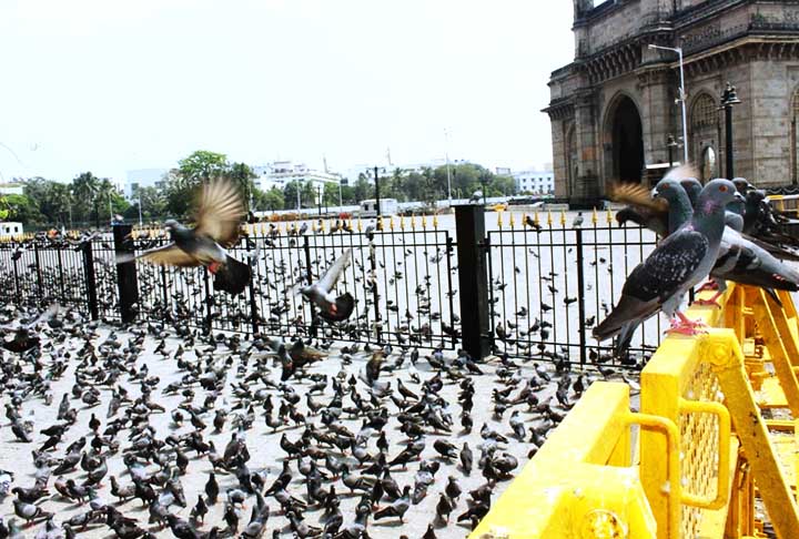 Mumbai, Índia: Mumbai possui muitos pombos devido à coexistência com humanos em templos e espaços públicos. Algumas pessoas os alimentam como prática religiosa, enquanto outros consideram sua presença um problema.