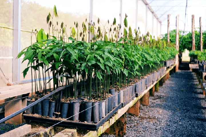 No início do século XX, mudas de seringueira foram levadas para o Sudeste Asiático. Regiões como Malásia e Indonésia dominaram a produção mundial, competindo diretamente com a Amazônia.