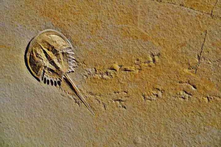 Caranguejo Ferradura, artrópode quelicerado, Animal (fóssil do calcário alemão Solnhofen) -