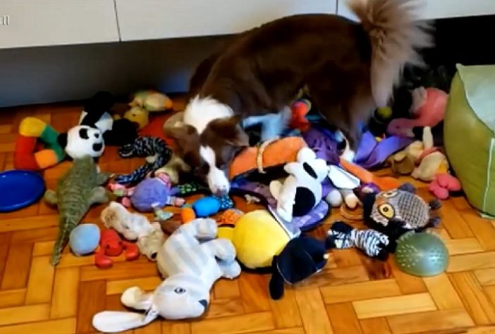 Border collie brasileira lembra o nome de mais de 200 brinquedos