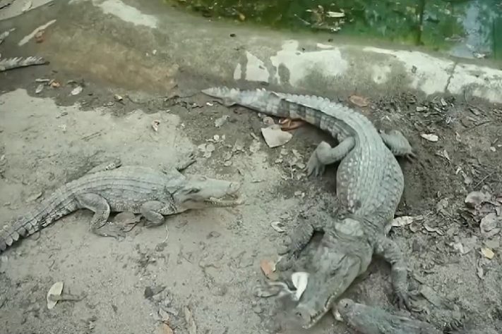 Território do Norte, na Austrália, tem mais de 100 mil crocodilos