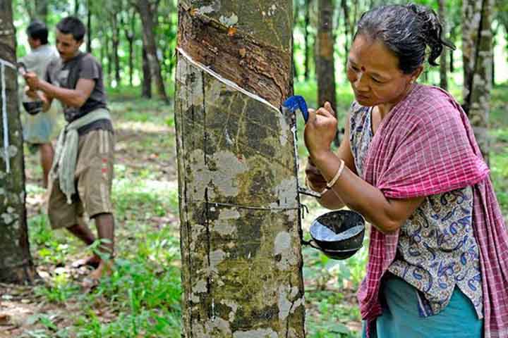 Com a queda da produção brasileira, o monopólio da borracha foi transferido para a Ásia. Isso marcou um declínio econômico na região amazônica, especialmente após a década de 1910.