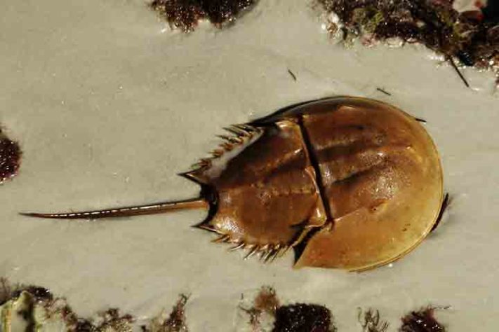 Caranguejo Ferradura, artrópode quelicerado, Animal