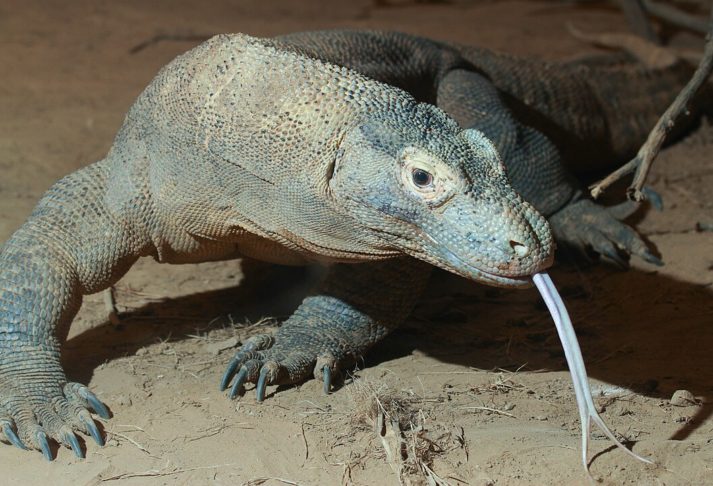 DRAGÃO-DE-KOMODO-  Lagarto gigante encontrado apenas em algumas ilhas indonésias, como Komodo e Rinca. Ele é raro devido à sua distribuição geográfica limitada e às ameaças de perda de habitat. Sua população estimada em cerca de 3.000 a 5.000 indivíduos é vulnerável à caça, turismo descontrolado e mudanças climáticas. Além disso, sendo um animal territorial, pode ser desafiador observá-lo em liberdade.