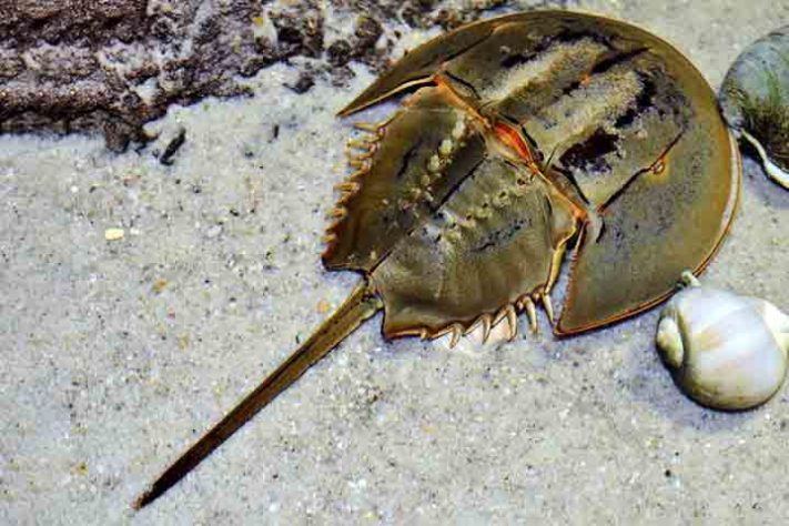 Caranguejo Ferradura, artrópode quelicerado, Animal 
