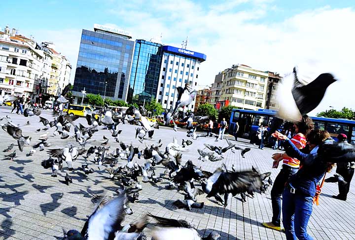 Istambul, Turquia: Mesquitas e mercados são repletos de pombos em Istambul. A relação é mista: muitos os consideram símbolos de espiritualidade, enquanto as autoridades promovem esforços de manejo urbano.

