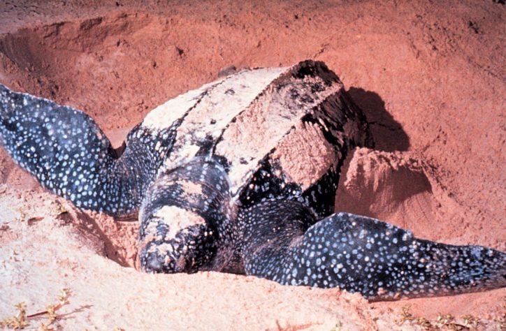 NInhos de tartarugas marinhas no litoral do Piauí