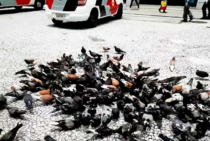 São Paulo, Brasil: Nos parques e praças, como o Vale do Anhangabaú, pombos são comuns devido à oferta de alimentos. Eles são vistos por muitos como uma praga urbana e combatidos com ações educacionais.
