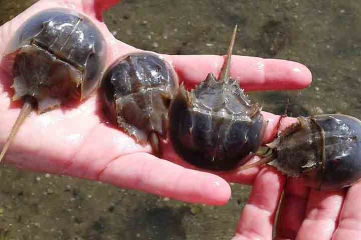 Caranguejo Ferradura, artrópode quelicerado, Animal