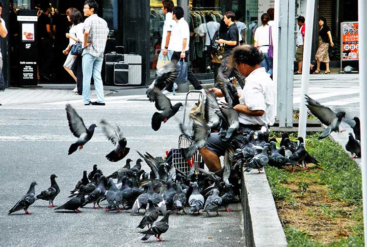Tóquio, Japão: Mesmo em uma metrópole avançada como Tóquio, os pombos dominam parques como o Ueno. Muitos japoneses evitam contato direto, e políticas urbanas buscam equilíbrio entre controle e harmonia.
