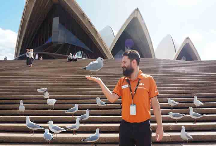 Sydney, Austrália: Em áreas turísticas como a Opera House, os pombos são atraídos pelo clima ameno e por sobras alimentares. Embora tolerados em muitos espaços, campanhas incentivam a não alimentá-los.