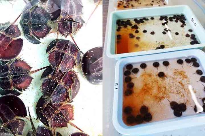Caranguejo Ferradura, artrópode quelicerado, Animal