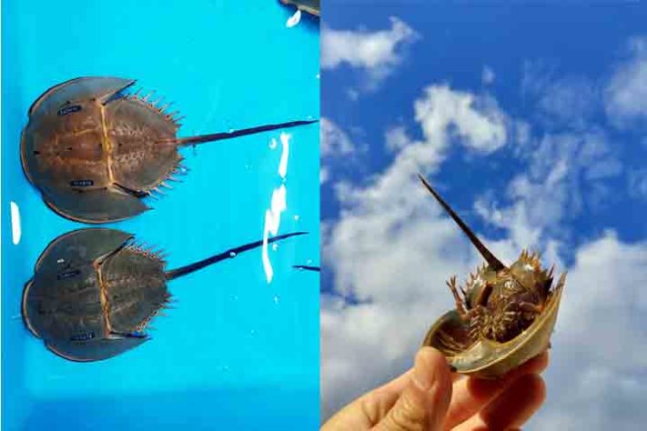 Caranguejo Ferradura, artrópode quelicerado, Animal