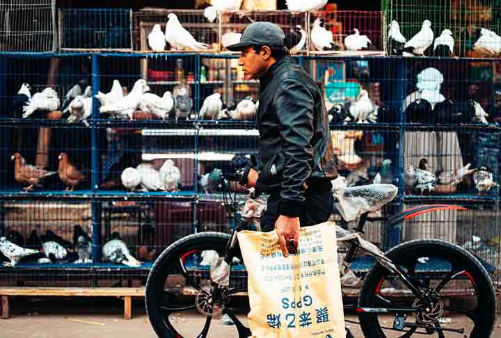 Cairo, Egito: Pombos são abundantes no Cairo, especialmente ao redor de bazares e mesquitas. Alguns moradores os criam como alimento, enquanto outros os consideram um símbolo de prosperidade.