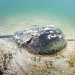 Caranguejo Ferradura, artrópode quelicerado, Animal - Reprodução do X @oceana