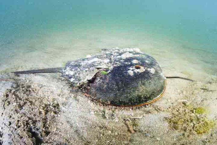 Caranguejo Ferradura, artrópode quelicerado, Animal 