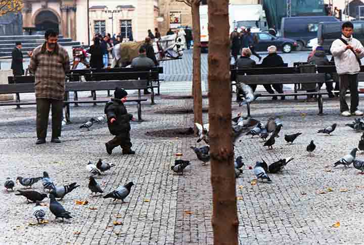 Praga, República Tcheca: A arquitetura de Praga, especialmente na Praça da Cidade Velha, é um ímã para os pombos. A cidade investe em limpeza e conscientização para equilibrar preservação histórica e presença dos pássaros.

