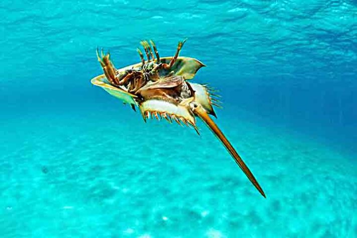 Caranguejo Ferradura, artrópode quelicerado, Animal