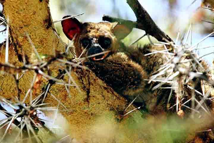 As fÃªmeas, por exemplo, tendem a ser mais territoriais, enquanto os machos geralmente ficam nas proximidades de seus territÃ³rios. A comunicaÃ§Ã£o entre os galagos ocorre principalmente por vocalizaÃ§Ãµes, com chamados que muitas vezes lembram o choro de bebÃªs humanos.