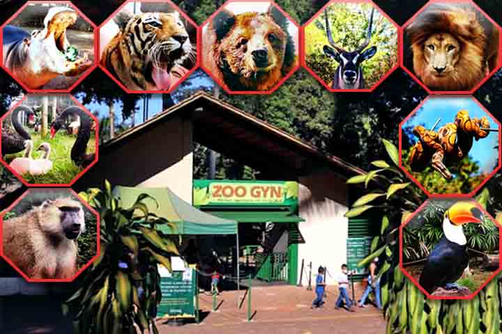 Zoo de Goiânia: Inaugurado em 1946 e localizado no Lago das Rosas, é um dos zoológicos mais antigos do país. Com cerca de 500 animais de várias espécies, atrai 15 mil visitantes por mês. O espaço é voltado à preservação e educação ambiental.-Divulgação e instagram @zoogoiania
