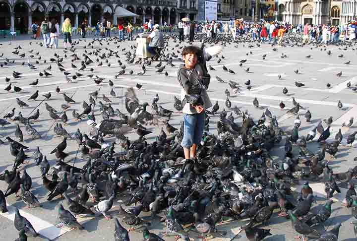 Berlim, Alemanha: Os parques e edifícios históricos de Berlim, como o Portão de Brandemburgo, têm muitos pombos. Eles são amplamente tolerados, mas as autoridades promovem medidas de controle para proteger o patrimônio cultural.
