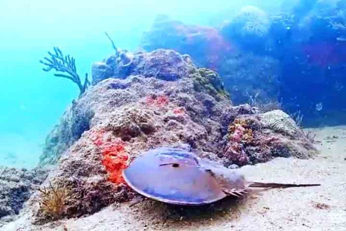 Caranguejo Ferradura, artrópode quelicerado, Animal