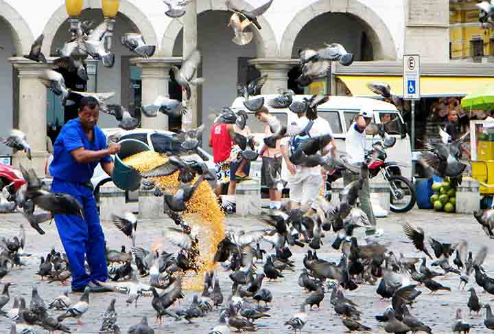 As pessoas não devem jogar alimentos para os pombos porque isso contribui para sua superpopulação, tornando-os dependentes de humanos e gerando desequilíbrios no ecossistema urbano. 