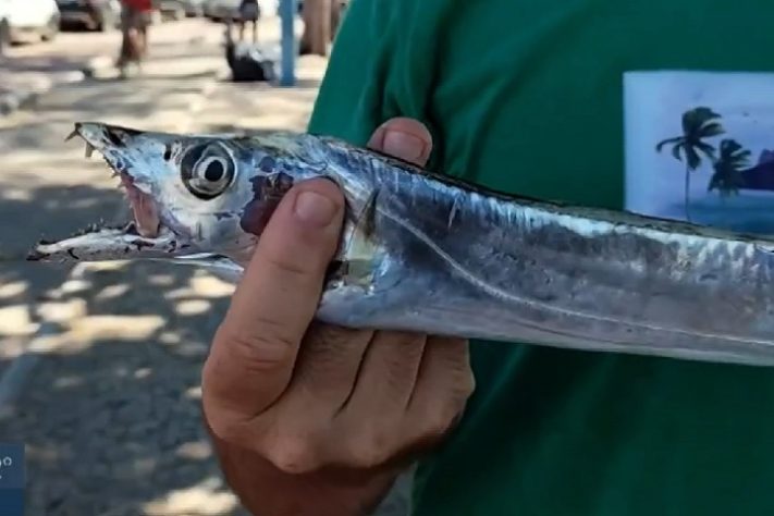 Banhistas são atacados por cardume de peixe-espada em Rio das Ostras, RJ
