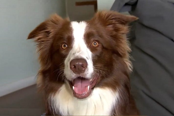 Border collie brasileira lembra o nome de mais de 200 brinquedos