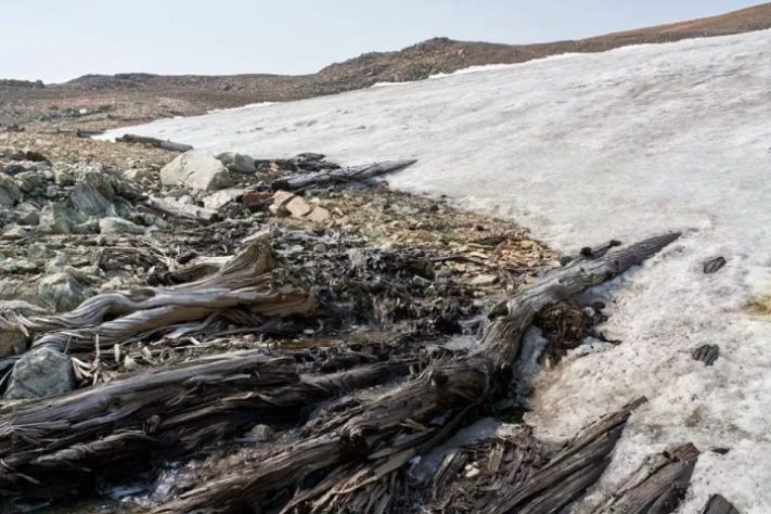 Derretimento de gelo revela floresta milenar em região montanhosa dos EUA