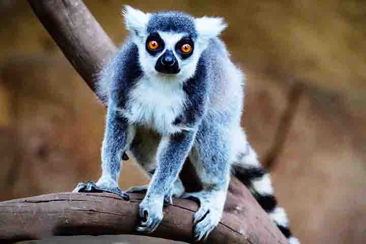 Suas caudas longas e finas sÃ£o caracterÃ­sticas marcantes, sendo mais escuras na ponta e mais claras na base. AlÃ©m disso, os galagos possuem dedos longos e almofadados, o que facilita sua habilidade de agarrar galhos enquanto se deslocam pelas Ã¡rvores.