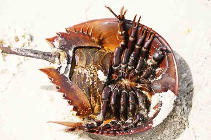 Caranguejo Ferradura, artrópode quelicerado, Animal