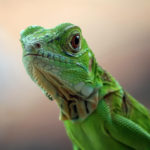 Iguana-verde - animal