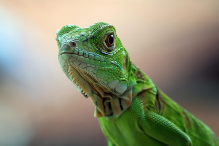 Iguana-verde - animal