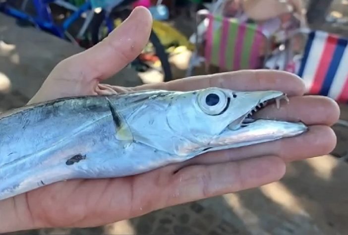 Banhistas são atacados por cardume de peixe-espada em Rio das Ostras, RJ