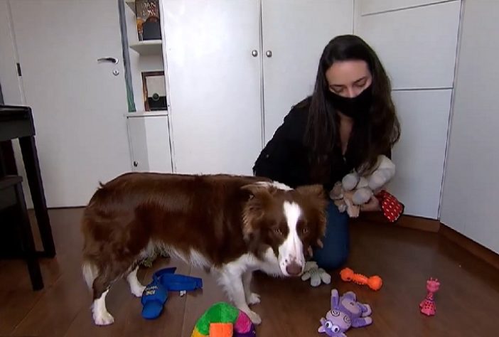 Border collie brasileira lembra o nome de mais de 200 brinquedos