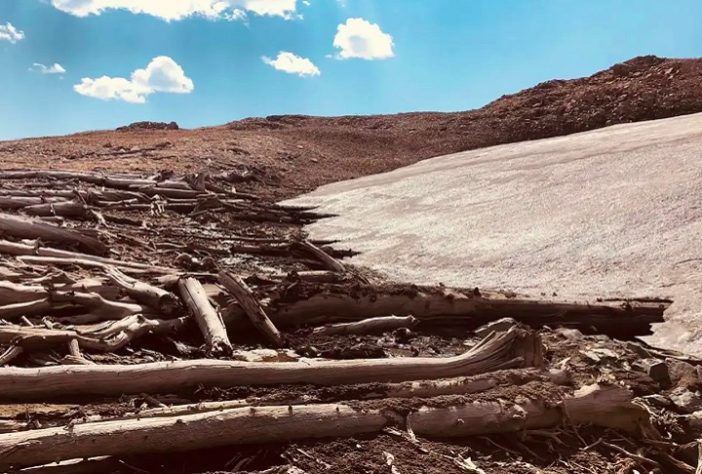 Derretimento de gelo revela floresta milenar em região montanhosa dos EUA