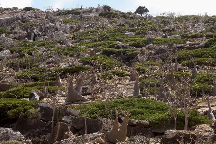 Ilha de Socotra, Iêmen