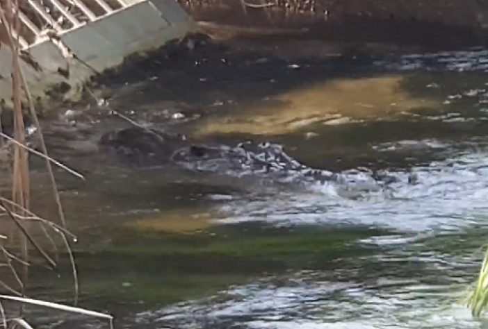 Território do Norte, na Austrália, tem mais de 100 mil crocodilos