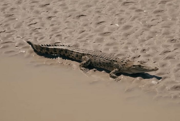 Crocodilo