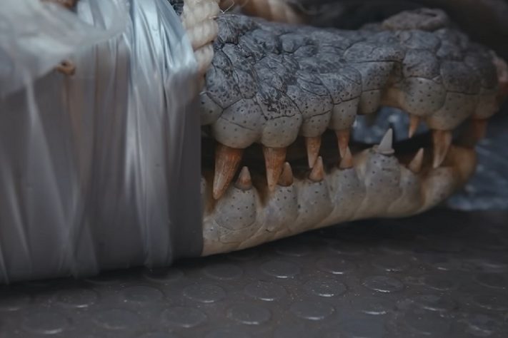 Território do Norte, na Austrália, tem mais de 100 mil crocodilos