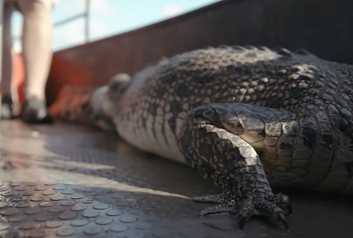 Território do Norte, na Austrália, tem mais de 100 mil crocodilos