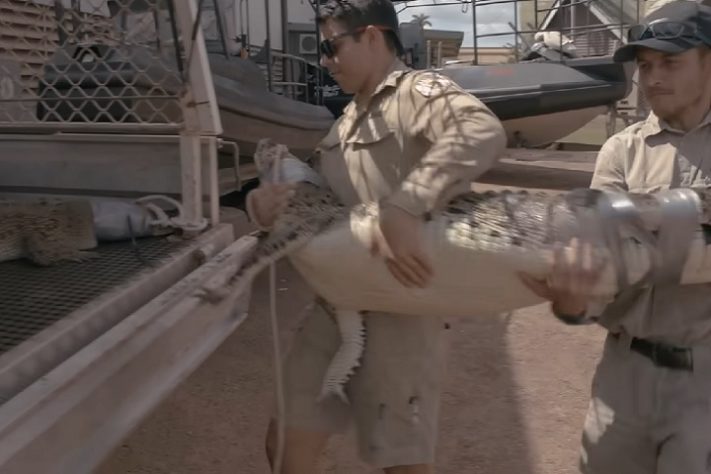 Território do Norte, na Austrália, tem mais de 100 mil crocodilos