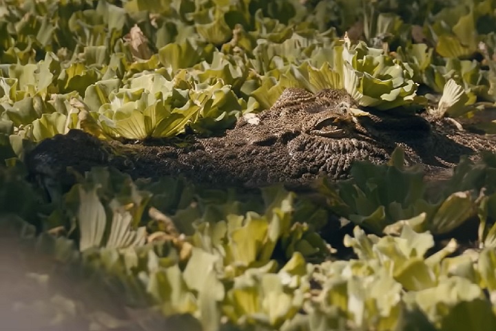 Apesar do status protegido dos crocodilos, o governo do Território do Norte implementou um plano de gestão de 10 anos, aumentando a cota anual de abate de 300 para 1.200 animais. -reprodução/VICE News
