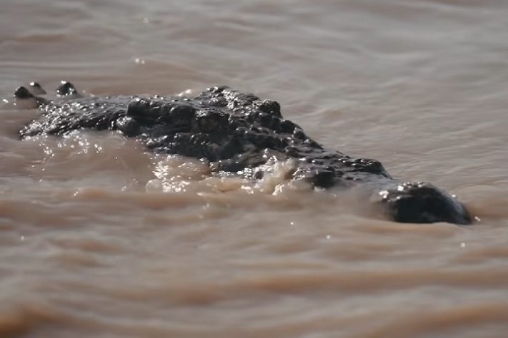 Território do Norte, na Austrália, tem mais de 100 mil crocodilos