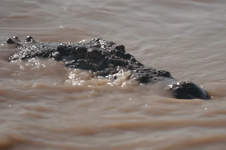 Os crocodilos de água salgada também se tornaram um atrativo econômico no Território do Norte da Austrália.-reprodução/VICE News